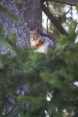 Naklejka na ściany i meble squirrel, fluffy, spruce, finland, animals, tree