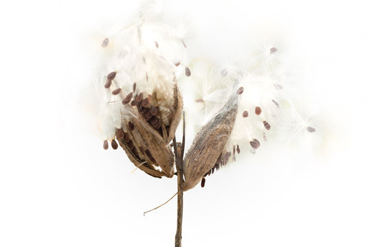 Close-up view of Common Milkweed (Asclepias syriaca) plant isolated on white background