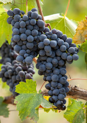 ripe red grape clusters on the vine © wjarek