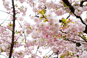 大阪造幣局の八重桜