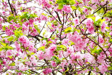 大阪造幣局の八重桜