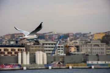Fototapeta na wymiar seagull flying high in to sky