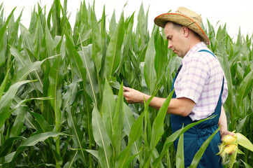 Farmer inspecting corn cobs