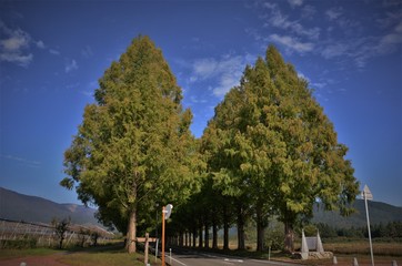 メタセコイア並木