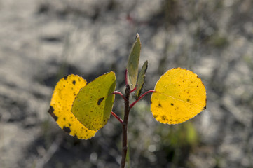 A young tree that grows in Pescara. Leaf colors announce autumn. It is noticeable slowly extinguishing life. Fight to the last forces. The heat of the sun still gives hope.