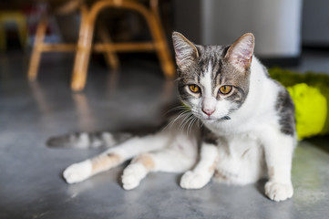 Jeune chat tigré et blanc