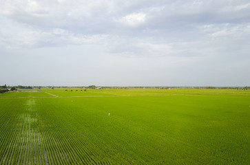 Fototapeta premium Aerial shot / Top view of green paddy seed
