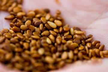 pile of seeds in the hand