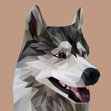 Husky low poly design. Triangle vector illustration.