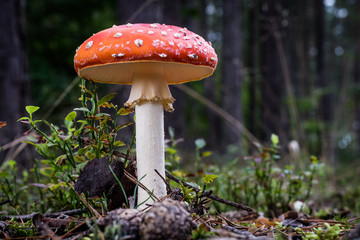 Beautiful poisonous mushrooms in the forest. Mushrooms in the grass. Autumn season.