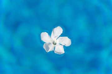 White oleander flower floating in sunny swimming pool blue water (with bug)