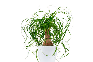Potted evergreen ponytail palm (Beaucarnea Recurvata) isolated on white background