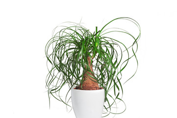 Potted evergreen ponytail palm (Beaucarnea Recurvata) isolated on white background