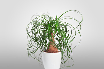 Potted evergreen ponytail palm (Beaucarnea Recurvata) isolated on grey background