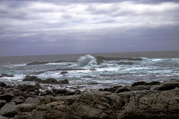 Chili ocean pacifique pélican nature