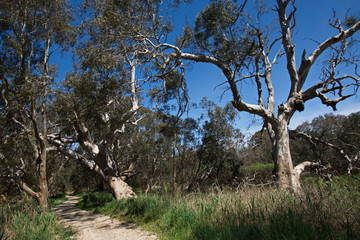 Fototapeta premium River Heritage & Wetlands Trail at Sale