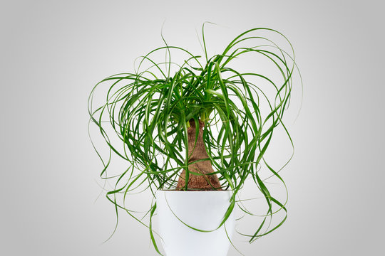 Potted evergreen ponytail palm (Beaucarnea Recurvata) isolated on grey background