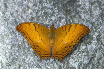 Butterfly  sucking minerals from the soil.