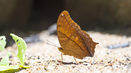 Butterfly is sucking minerals from the soil.