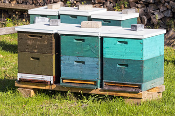 Beehive wooden boxes in green grass
