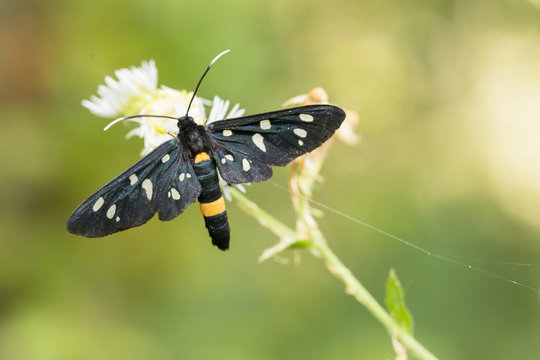 Farfallina