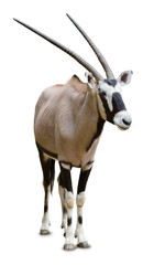 Obraz premium oryx, isolated