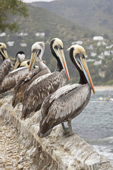 Chili ocean pacifique pélican nature