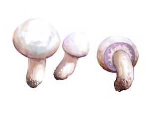 Mushroom forest champignon watercolor 