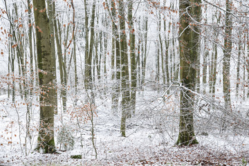 Obraz premium Buchen Wald zur Kalten Winterzeit