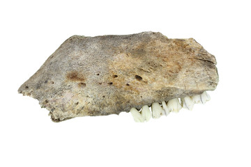 The lower jaw bone from a pig