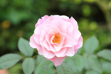 Pink rose in the garden