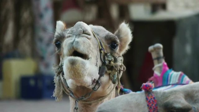 funny muzzle camel, slow motion