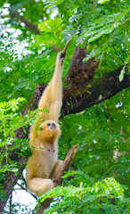 yellow cheeked gibbon on tree