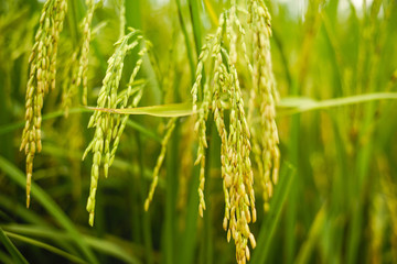 A young rice in the paddy field . Shallow DOF and selective focus