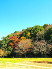 秋の自然公園風景