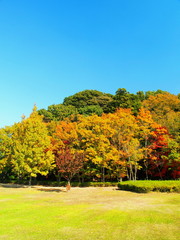 Naklejka premium 初冬の公園風景