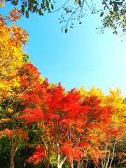 秋の公園の木々