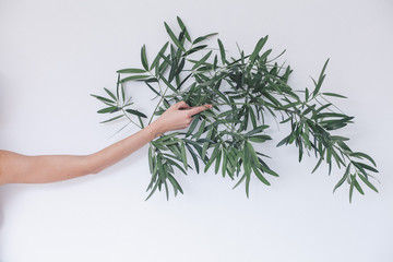 girl's hands that hold a branch of olive tree on white background
