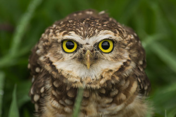 Brazilian Owl 