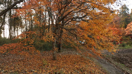 Fototapeta premium 紅葉