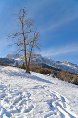 Obraz premium Albero solitario in inverno