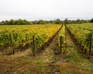 Fototapeta na wymiar Vineyard in autumn