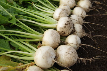 採れたてのカブ