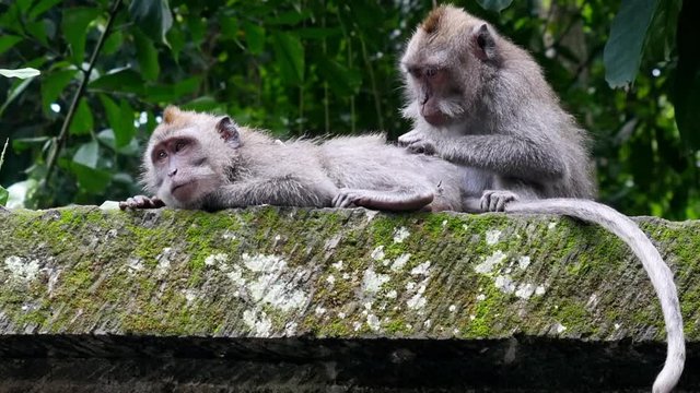 Ape adult animal catches fleas from his friend in rain forest of Bali. Family monkeys.