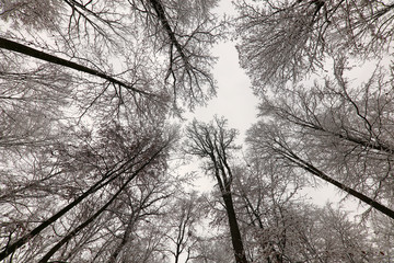 Winter in the forest