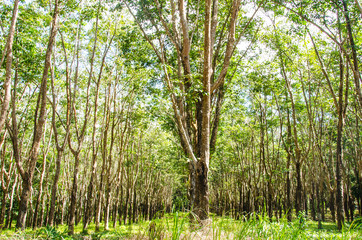 Rubber tree garden