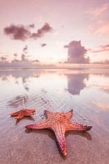 Two starfish on sea beach at sunset