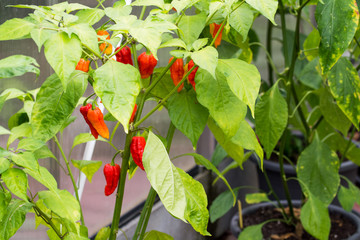 Hot Bhut Jolokia Ghost Chili peppers