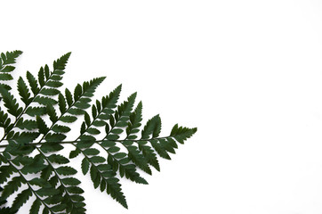 fern leaf