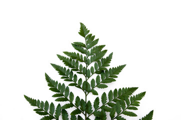 fern leaf